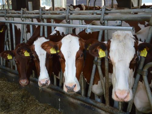 a group of cows in a barn eating hay at Farmhouse in Haarlo near Lake Hambroek in Haarlo