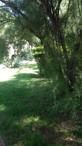 a green yard with a tree in the grass at Arco Arina Apartment in Pula
