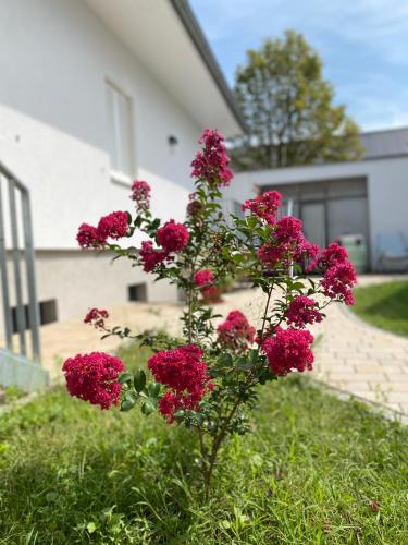 a bush of pink flowers in front of a house at Domizil Gols, Studios Am Anger in Gols