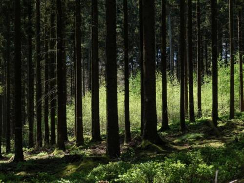 a forest with tall trees and green grass at Chalet near Bitche with Private Sauna in Bousseviller