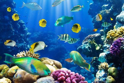 a school of fish in a coral reef at Elegant Apartments & Aquapark - B&B- FREE WI-FI-Sharm El Sheikh in Sharm El Sheikh