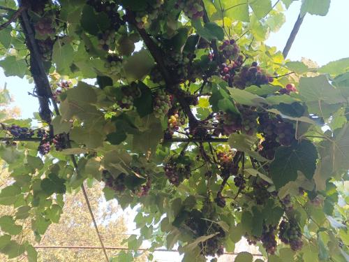 a bunch of grapes hanging from a tree at Agriturismo Desole in Monti