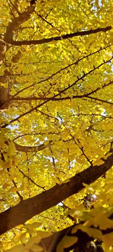 a close up of yellow leaves on a tree at Lassu Tanya Vendégház in Nagykőrös