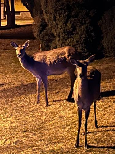 two deer standing in the grass in a field at Magic experience 2 bedroom 70 m2 apartment in Tatranska Lomnica by Gavrieli in Vysoké Tatry