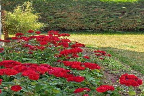 a group of red flowers in a garden at Charming Breton house in Hénansal in Hénansal
