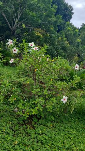 a tree with pink flowers on it in a field at Newly Remodeled Villa Las Flores, 11 guests 
