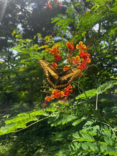 a butterfly is sitting on a bunch of flowers at Newly Remodeled Villa Las Flores, 11 guests 