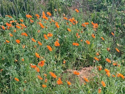 a bunch of orange flowers in a field at Atlantic Sands Beachfront Estate in Velddrif