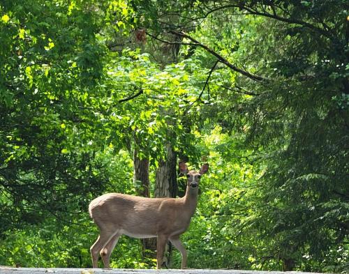 a deer standing in front of some trees at Charming Hideaway 1 BR APT 10 min to UGA in Athens