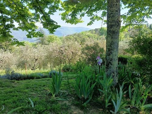 a garden with a tree and some plants at Hillside semi-detached villa with panoramic views in Schignano