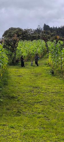 a group of black bears walking in a field at Quinta las Marias, Ecolodge, camping y Tiny wood house in Guateque
