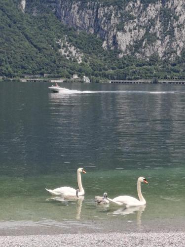 three swans swimming in a lake with a boat in the background at Hotel Nautilus in Valmadrera