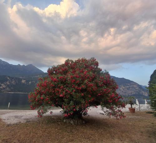 a tree with red flowers on it in front of a lake at Hotel Nautilus in Valmadrera