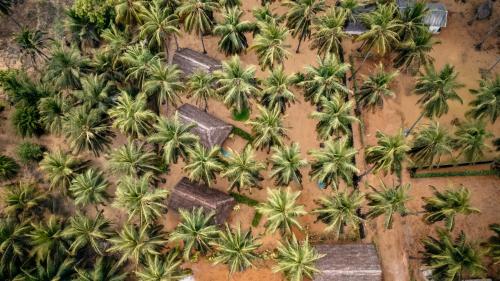 an overhead view of a bunch of palm trees at Roshanne Beach Resort in Kalpitiya