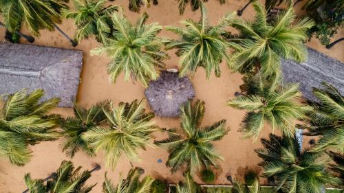 an overhead view of palm trees on a wall at Roshanne Beach Resort in Kalpitiya