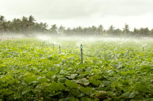 a field of green plants with sprinklers in it at Roshanne Beach Resort in Kalpitiya