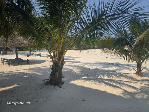 a palm tree on a sandy beach with benches at Ocean Bliss Beach Resort in Pongwe