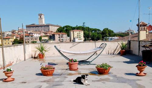 a dog laying on a patio with hammocks and potted plants at the panoramic terrace of Fiore Pelli in Monterotondo
