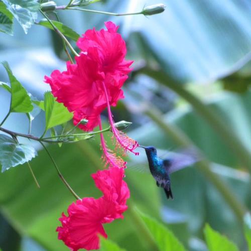 a hummingbird feeding from a pink flower at Eco-Camping Mango Feliz Rincón del Mar in San Onofre