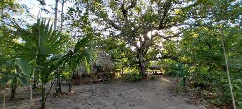 a house in the middle of a forest of trees at Eco-Camping Mango Feliz Rincón del Mar in San Onofre