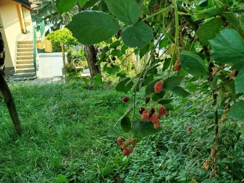 a bunch of berries on a tree in the grass at Sarajevo Green Garden in Raskršće