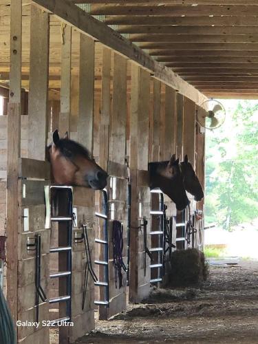three cows in a barn with their heads on the wall at True West Campground in Jamestown