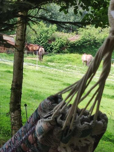 a hammock with horses grazing in a field with horses at Le Lièvre et La Tortue in La Chaise-Beaudouin