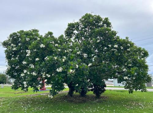 a large tree with white flowers in a field at Hagat Sunset Retreat in Agat