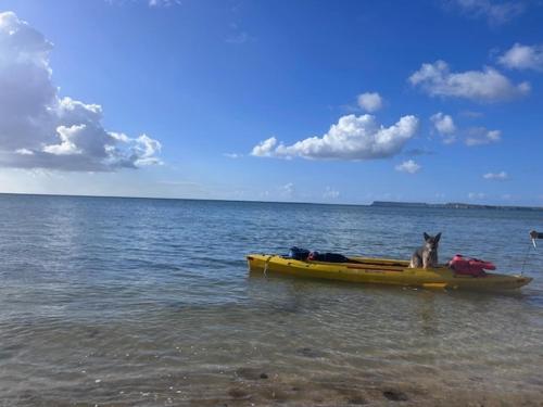 a dog sitting in a yellow boat in the water at Hagat Sunset Retreat in Agat