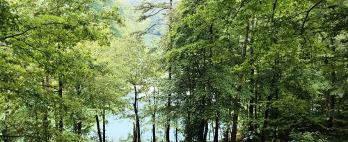 a forest filled with lots of green trees at Happy Hollow in Caryville