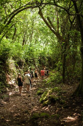 a group of people walking down a forest trail at Que Ondas Hostal in Juayúa