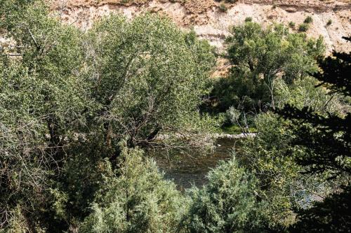 an overhead view of a forest of trees at Explore Relax Repeat - Riverside Views - Eagle in Eagle