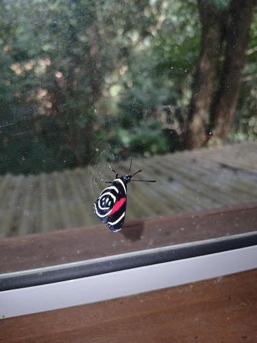 a butterfly is sitting on a window sill at Chalé Ecos do Jucu sauna-ofurô-piscina aquecida-wifi in Domingos Martins