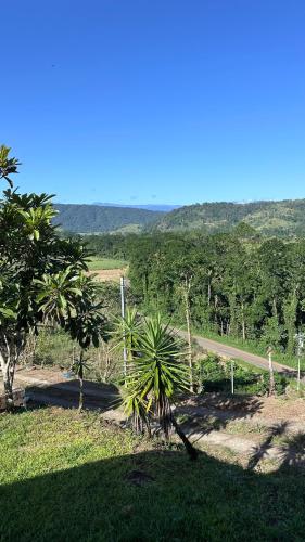 a palm tree in the middle of a field at Quinta La Lomita in Turrialba