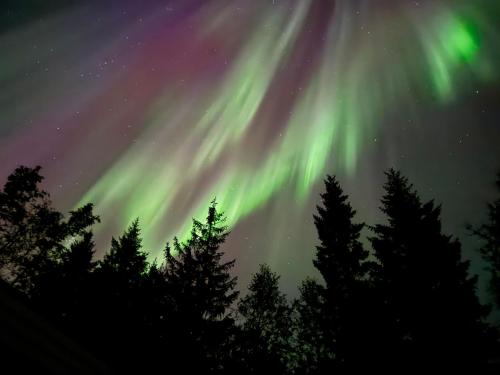 an image of the aurora borealis in the sky over trees at Håkøyveien 151, Tromsø in Tromsø
