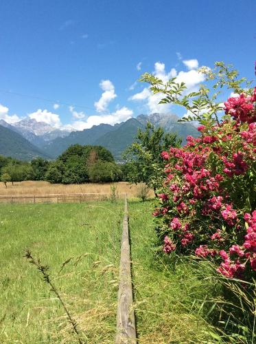 a field with pink flowers and a fence at Il mondo roverso in Feltre