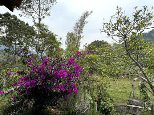 a bush of purple flowers in a field at Cabaña de Ensueño in Chinácota