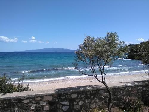 a tree on a beach near the ocean at House Kokkalas on the beach in Pyrgadikia