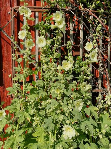 a plant with white flowers in front of a fence at Country Villa From 1929 Near Öland Bridge in Färjestaden