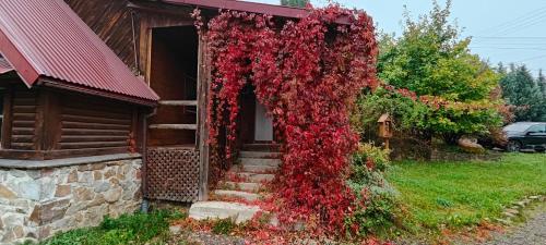 Ein Garten an der Unterkunft Na Wyraju