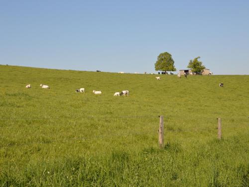 a herd of animals grazing on a green field at Cozy Cottage, Basse-Bodeux in Trois-Ponts