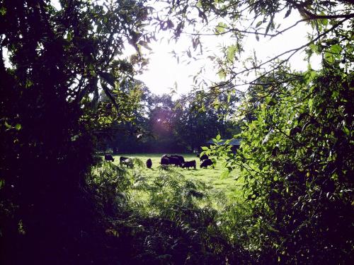 a group of animals grazing in a grass field at Spacious Apartment with Garden in Langlingen