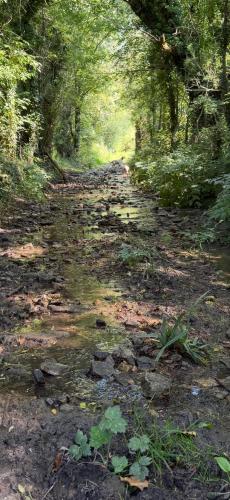 a dirt path in a wooded area with trees at B&B Colle Alto in Carovilli