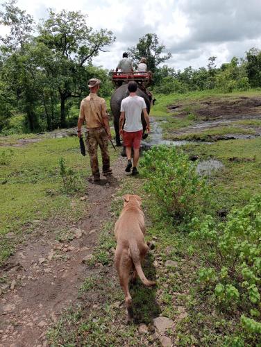 a dog walking down a dirt road with people and an elephant at Jar rai village homestay& Sona trekking tour in Banlung
