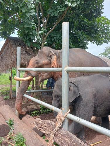two elephants are standing next to a fence at Jar rai village homestay& Sona trekking tour in Banlung