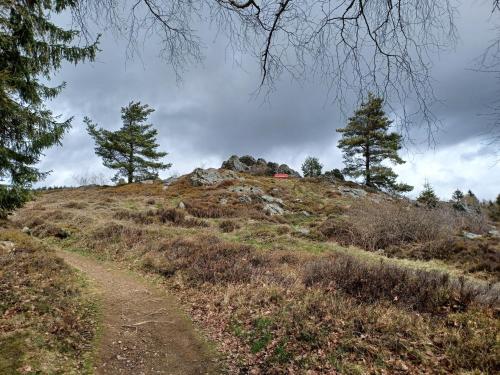 a hill with trees on it with a dirt road at Ferienhaus in der Nähe der Skipiste in Stadlern