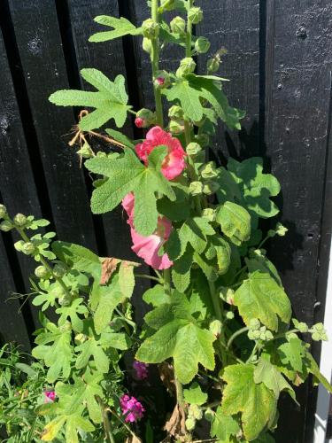 a plant with a red flower and green leaves at Beachfront House At Hølken Beach in Odder