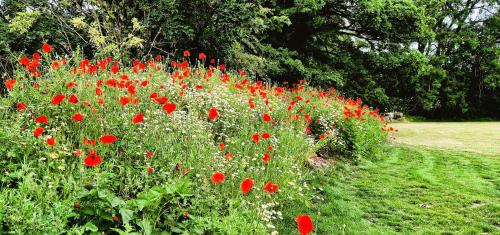 a poppy field with red flowers in a field at The Stables, Winksley Nr Grantley Hall in Winksley