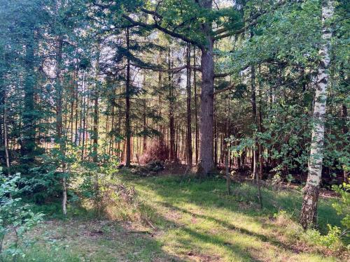a forest of trees with a path in the grass at Cabin in the Forest in Stillingsön