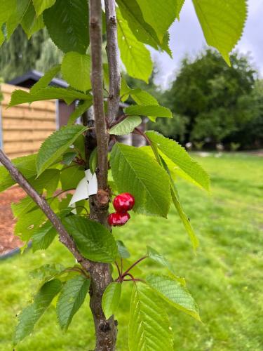 a branch of a tree with red berries on it at Maison Frieda in Oostkamp